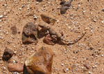 Gibber Earless Dragon, Boulia
