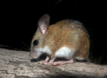 Northern Hopping-mouse, Territory Wildlife Park