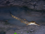Juvenile Freshwater Crocodile, Ringwood Station