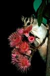 Sugar Glider, Malangangerr