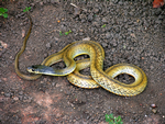 Keelback, Cooinda