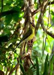Male Figbird