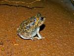 Hidden-ear Frog, Auvergne Station